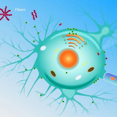 Premiul Nobel pentru medicina, acordat pentru descoperirea unor celule de tip 