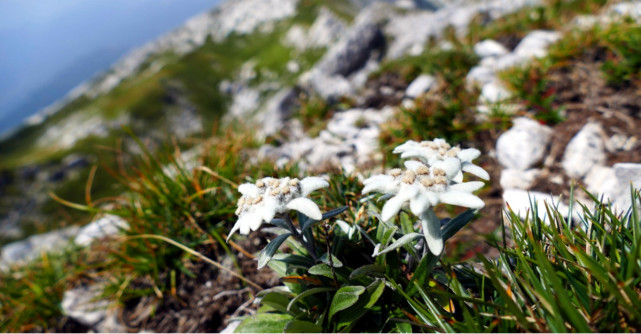 Floarea-de-colt. Misterele uneia dintre cele mai frumoase flori