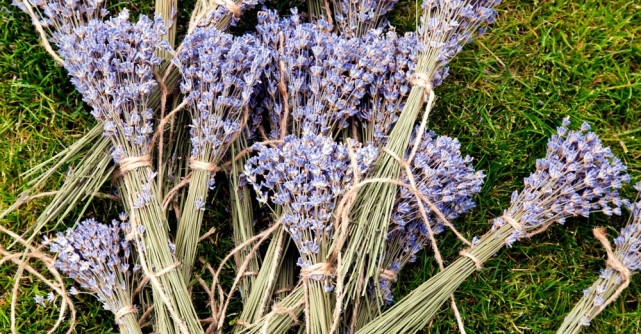 Lavanda, aurul mov din grădină: Ghid complet pentru recoltarea, uscarea și utilizarea lavandei în casă
