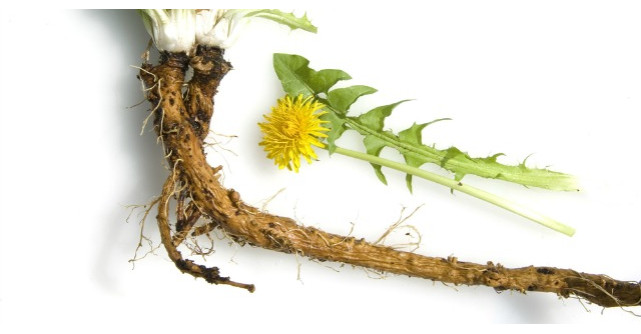 Aceasta buruiana are proprietati terapeutice miraculoase