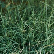 Efectele miraculoase ale ierbii negre