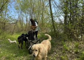Raluka are grijă de cei 10 câini. Cum arată o după amiază din rutina vedetei, atunci când iese în natură cu prietenii blănoși
