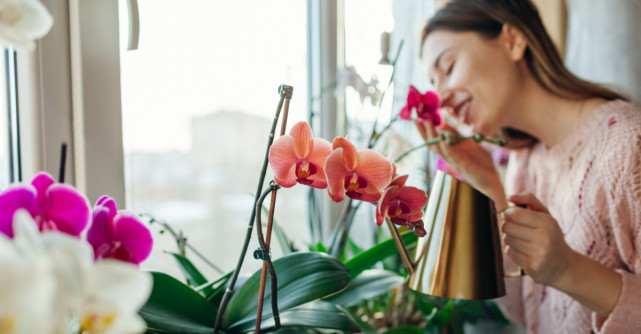 Cum se îngrijesc orhideele