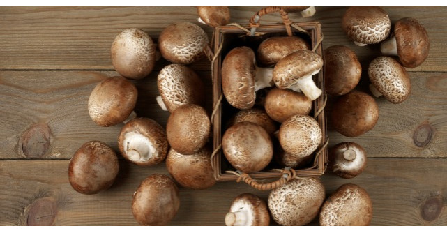 Ciuperca lui Dumnezeu, aliat puternic impotriva cancerului