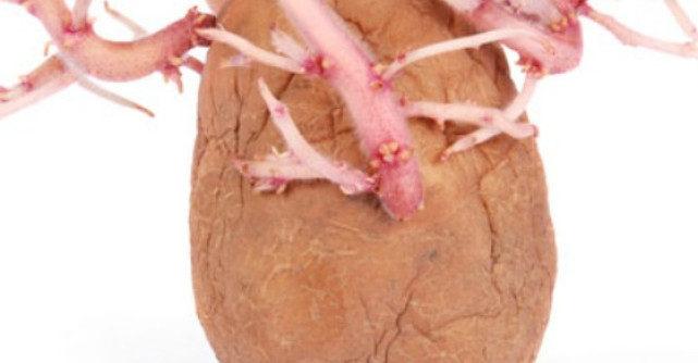 Metoda contraceptiva cu un CARTOF: povestea ADEVARATA care te va lasa cu gura cascata