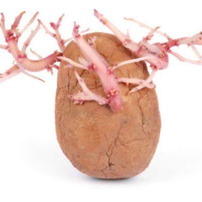 Metoda contraceptiva cu un CARTOF: povestea ADEVARATA care te va lasa cu gura cascata