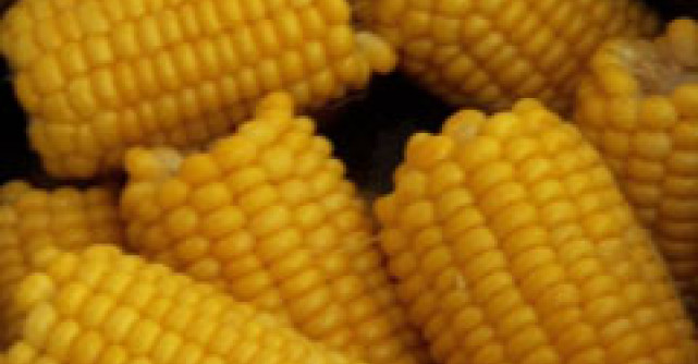 Porumbul fiert, remediul delicios si energizant al verii