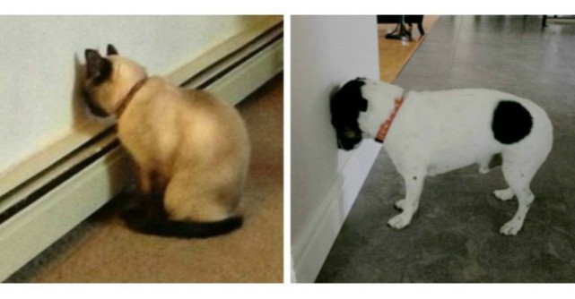 Credeti ca este distractiv cand animalele voastre fac asa? Mai ganditi-va!