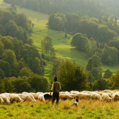 Wall-Street: Tanarul care a renuntat la visul american pentru viata de fermier in Romania