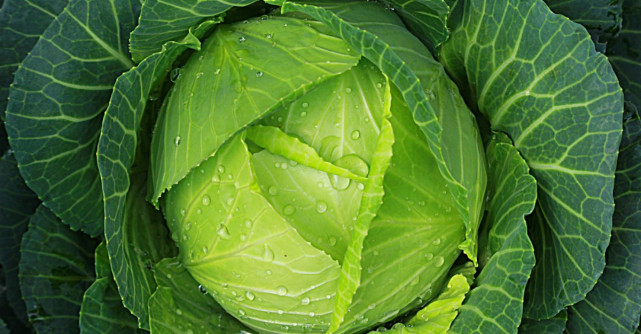 Varza, sanatate curata. Iata ce beneficii are