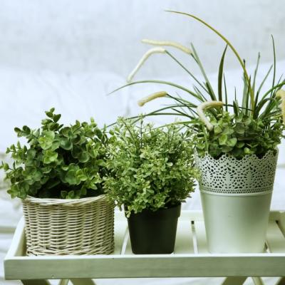 6 plante pe care sa le ai in dormitor ca sa fii sanatos
