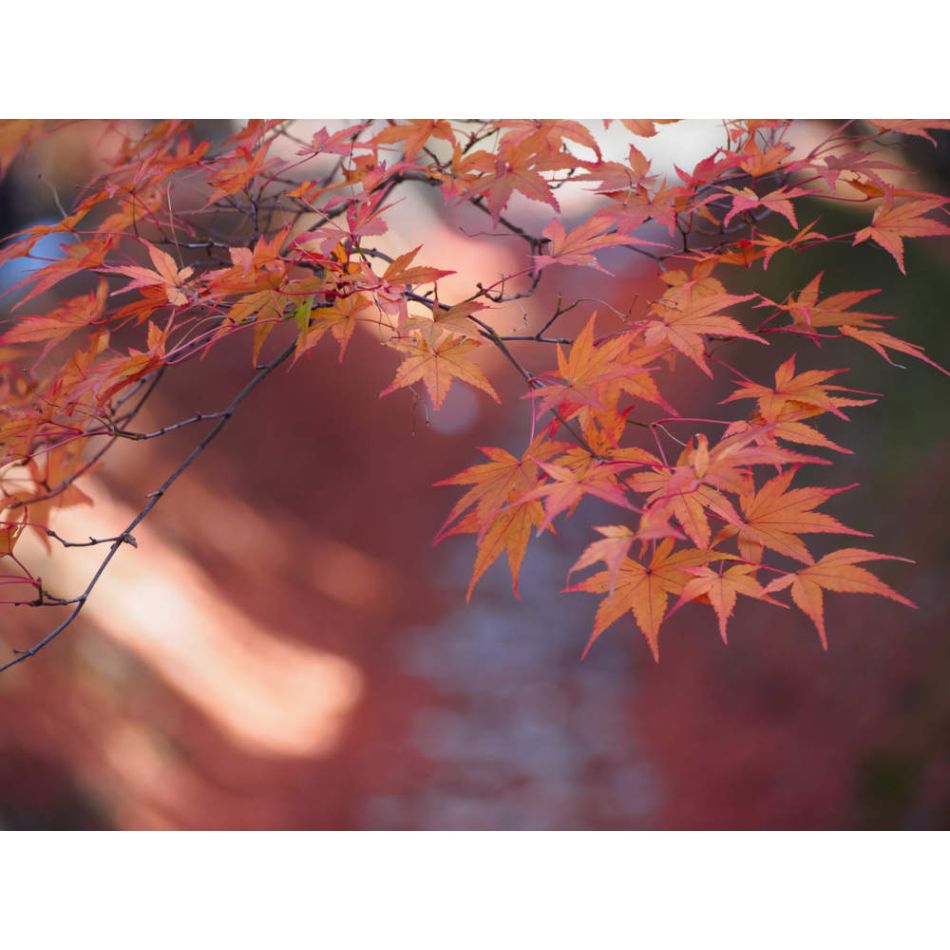  Transformarea toamnei