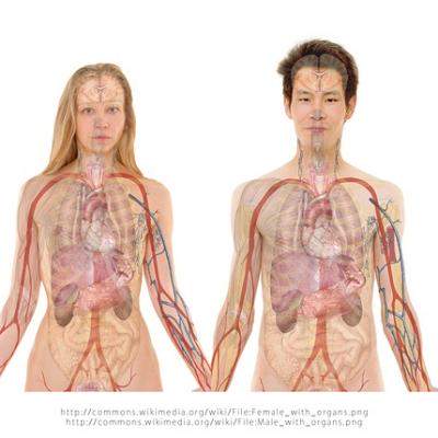 Cum functioneaza glandele endocrine