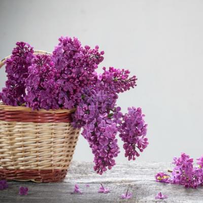 Floarea de liliac are efecte uimitoare asupra organismului. Trateaza peste 50 de boli
