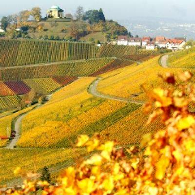 Orasul Stuttgart celebreaza vinul