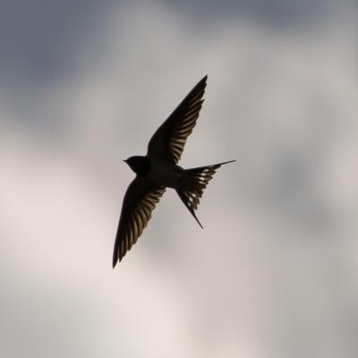 Legenda Rândunelelor: De ce au ele penele negre? O poveste despre legătura lor cu Mântuitorul Iisus și sacrificiu