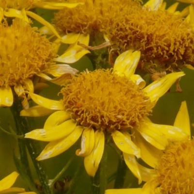 Arnica, o plantă minune pentru organism