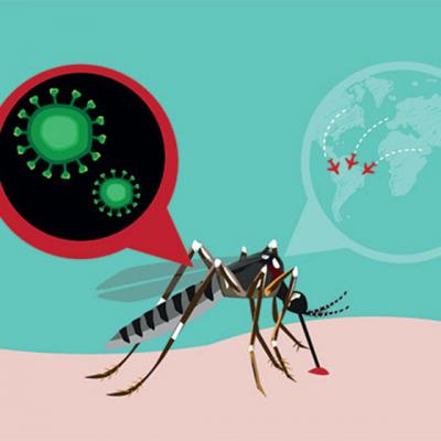 Tot ce trebuie sa stii despre tantarul Zika