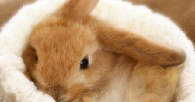 Legenda Iepurasului de Paste