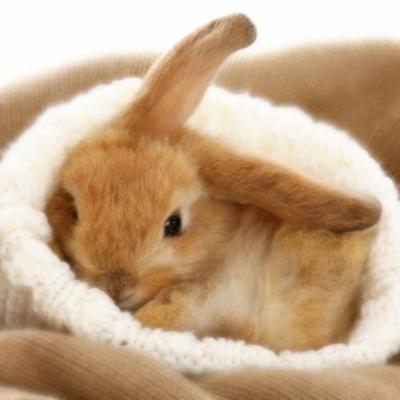 Legenda Iepurasului de Paste