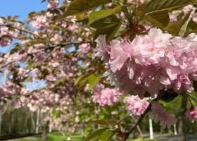 Evenimente Braila mai 2025: teatru, concerte si relaxare