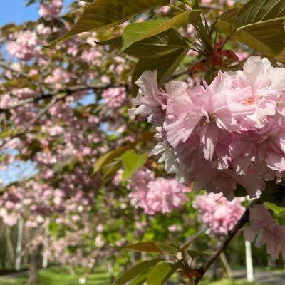 Brăila în mai: teatru, muzică și plimbări pe Dunăre
