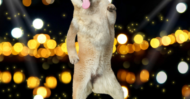 Video: Cel mai popular dans din lume!