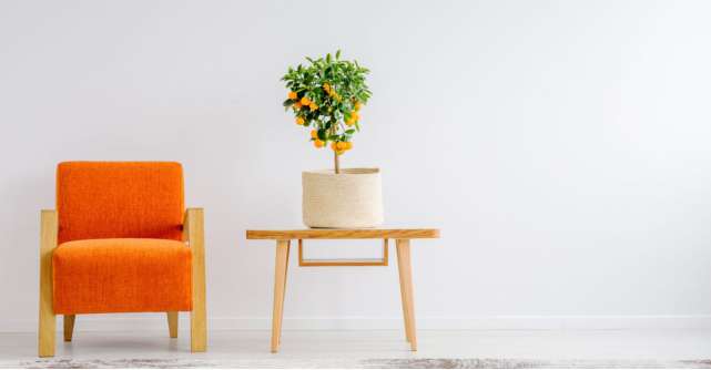 Cum îngrijești un portocal de apartament: Sfaturi pentru creșterea frumoasă a plantei