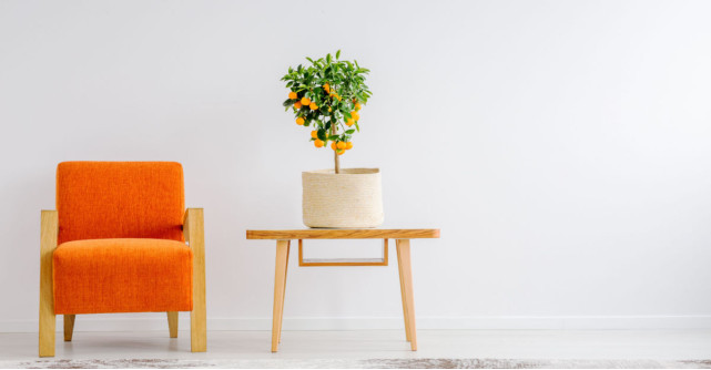 Cum îngrijești un portocal de apartament: Sfaturi pentru creșterea frumoasă a plantei