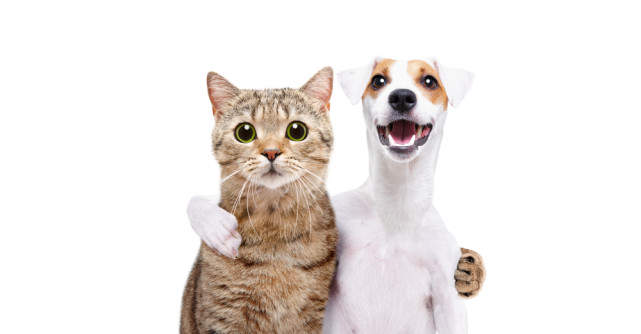 IUBIRE și GENEROZITATE, cuvintele cheie pentru săptămâna  22- 28 IULIE 2019