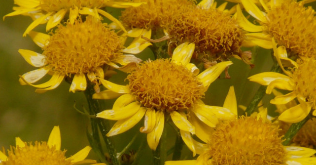 Arnica, o plantă minune pentru organism