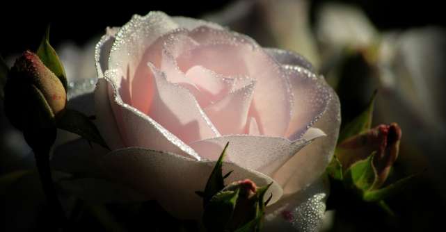 Apa de trandafiri: 8 beneficii pentru piele, păr și corp