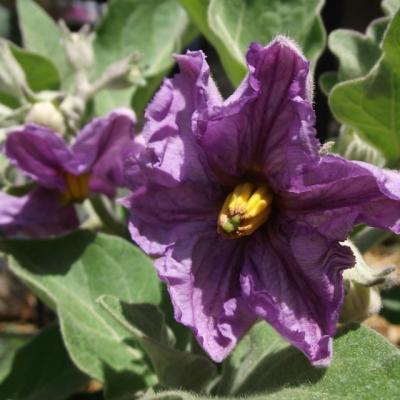 Este oficial cea mai sanatoasa legume din lume. Cum trebuie preparata