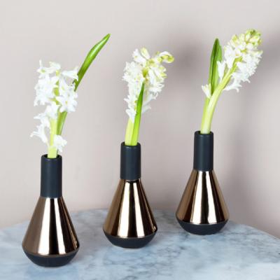 Cum sa plantezi si sa ingrijesti zambile