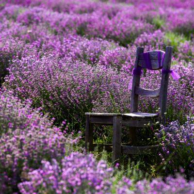 Explorați Grădina de Flori a Turciei ”Isparta” în Sezonul Recoltei: Un Refugiu al Naturii și Istoriei 