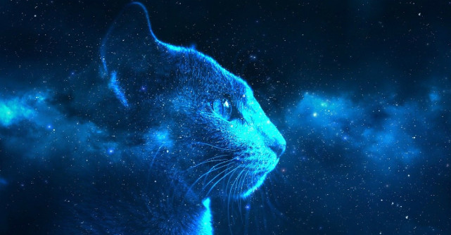 4 Lecții spirituale pe care le învățăm de la pisici