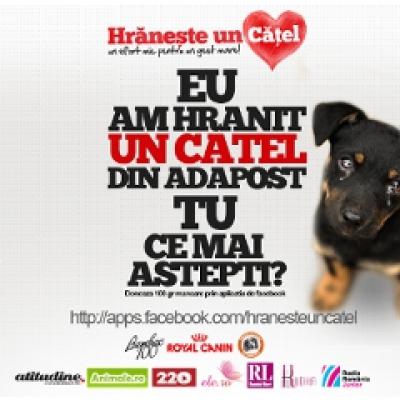 Hraneste un catel!, o campanie de ajutorare a cateilor din adaposturi