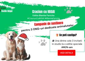 Crăciun cu IKIGAI - Ediția Blănițe Fericite. Campanie de responsabilitate socială dedicată susținerii ONG-urilor pentru animale