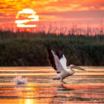 Cele mai emoționante citate despre România... de la Oana Pellea