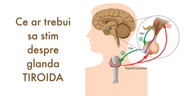 Ecografia TIROIDIANA: interpretarea rezultatelor