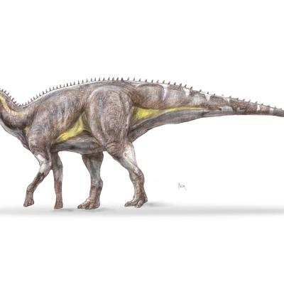 Descoperire spectaculoasă în România! O nouă specie de dinozaur a trăit acum 70 de milioane de ani în Țara Hațegului