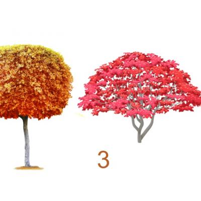 Alege un copac și află ce schimbări te așteaptă în această toamnă