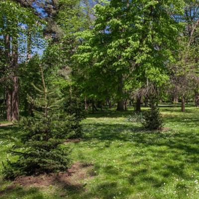 Floria a plantat brazii de Craciun in Herastrau