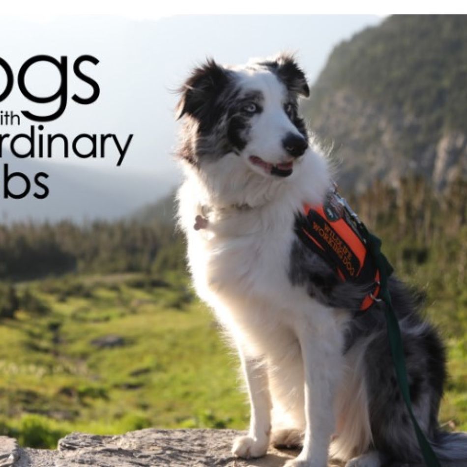 NOUTĂȚI ÎN APLICAȚIA FOCUS SAT:  SERIALELE C.A.U.G.H.T. ȘI NOAPTE ÎN PARADIS,  ALĂTURI DE ZECI DE DOCUMENTARE LOVE NATURE VOD