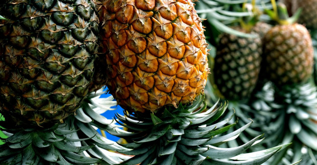 Ananasul: beneficii, proprietăți nutritive și efecte asupra sănătății