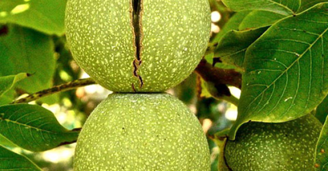 NUCILE VERZI: previn infarctul si te scapa de negi