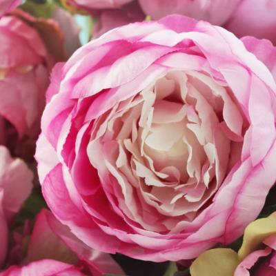 Beneficiile ceaiului din petalele de bujori