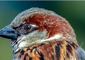 Societatea Ornitologică Română şi Universal Music România lansează albumul Sunetele Naturii. Sunetele Vieţii Tale