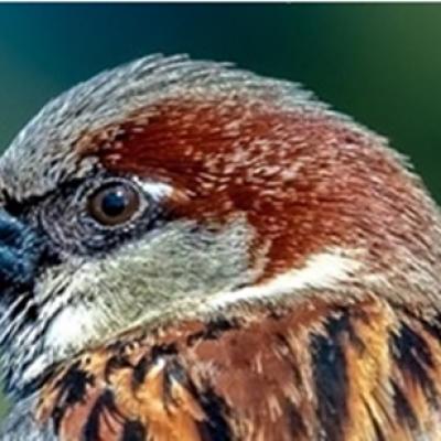 Societatea Ornitologică Română şi Universal Music România lansează albumul Sunetele Naturii. Sunetele Vieţii Tale