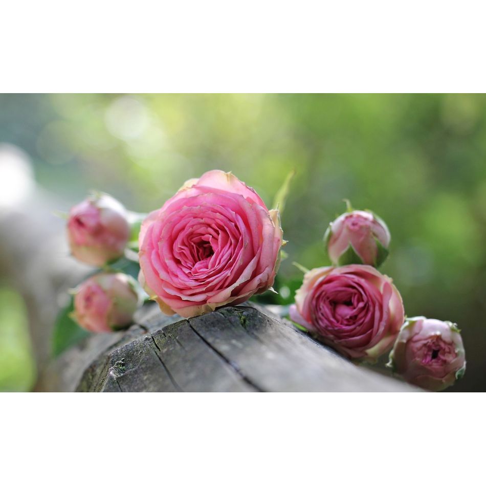  Despre flori si frumusete